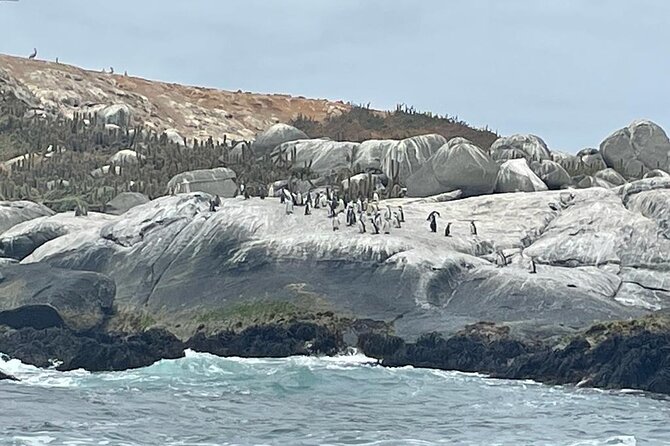 Full-Day Penguins Island, Winery & Horse Riding From Santiago - Frequently Asked Questions