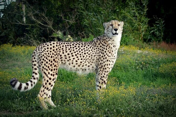 Full-Day Port Elizabeth & Kragga Kamma Reserve Safari - Pickup Information
