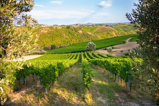 Full-Day Private Algarves Wine Tour Experience From Albufeira - What To Expect