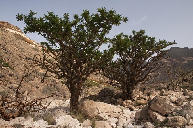 Full Day Private Shore Tour in Salalah From Salalah Cruise Port