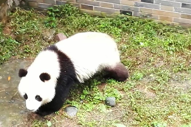 Full-Day Private Tour of Chengdu and Panda Base With Lunch - Booking Information