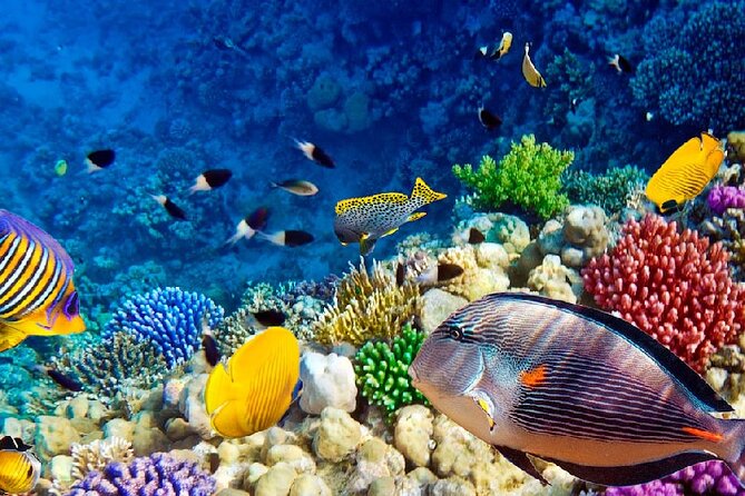 Full Day Private Tour Swim With Turtles and Dugong in Marsa Alam - Meeting and Pickup Information