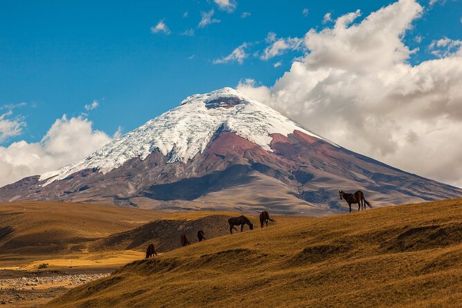 Full Day Private Tour to Cotopaxi National Park - Booking and Cancellation Policy