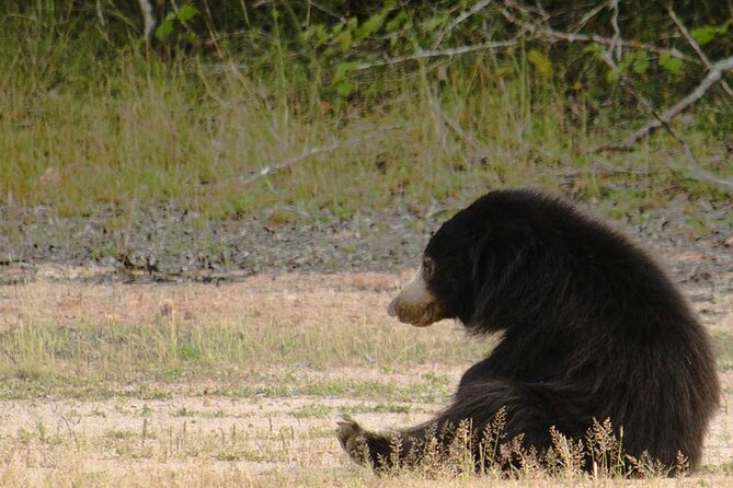 Full Day Private Wilpattu Safari in Jeep From Trincomalee - Private Tour Experience