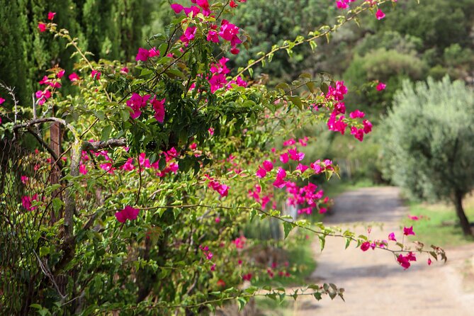 Full-Day Private Wine Tour to 3 Wineries in Mallorca - Schedule and Availability