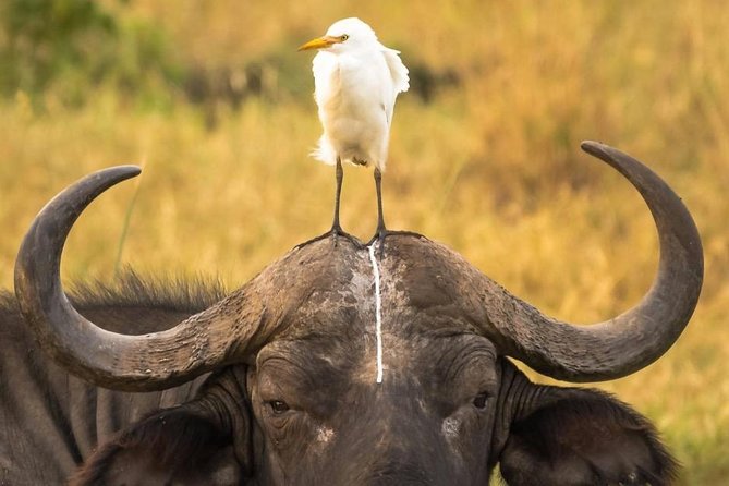 Full Day Safari at Selous Game Reserve From Zanzibar With Lunch - Pricing and Reservations
