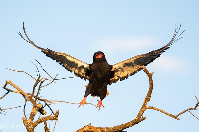Full Day Safari Game Drive at Ngorongoro Crater With Lunch Included - The Sum Up