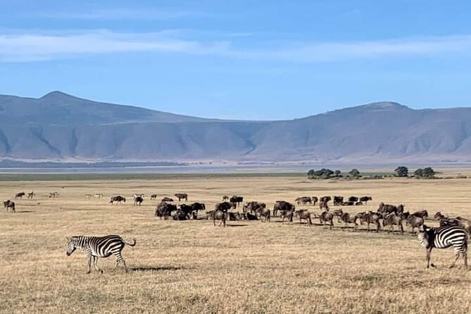 Full Day Safari Tour at Mikumi National Park From Zanzibar - Additional Information