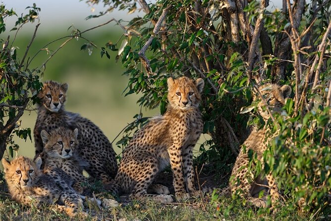 Full-Day Safari Tour to Ngorongoro Crater From Arusha - Pickup Details