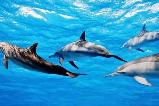 Full Day Samaday Snorkelling in Marsa Alam - Booking Information