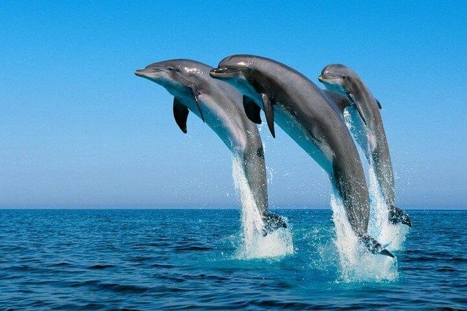 Full Day Snorkeling Trip Dolphin Round House - Logistics and Pickup