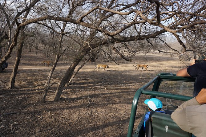 Full-Day Tour of Ranthambore From Jaipur - The Sum Up