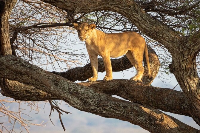 Full-Day Tour Safari Tarangire National Park - Price and Booking Details