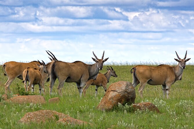 Full Day Tour To Arusha National Park Canoeing Safari - Wildlife Encounter