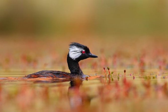 Full-Day Tour to Laguna De Los Pozuelos From Tilcara - Frequently Asked Questions