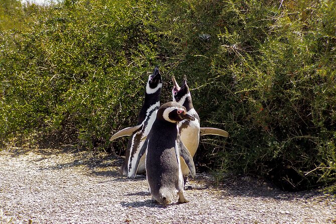 Full-Day Tour to Punta Tombo Penguin Colony - Recommendations