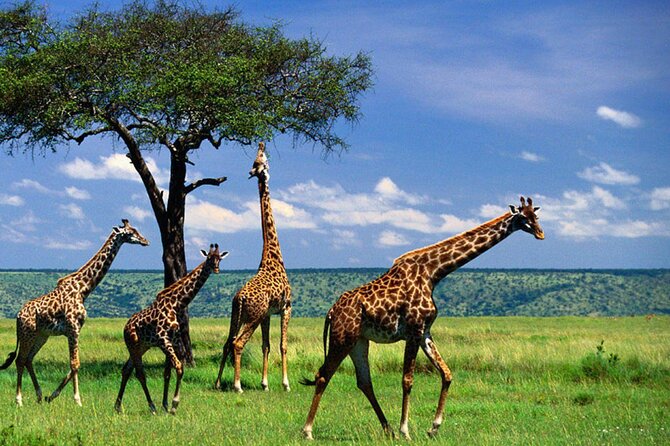 Full-Day Trip at Arusha National Park