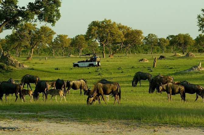 Full-Day Trip to Hwange National Park With Hotel Pickup - Pickup Points and Timing