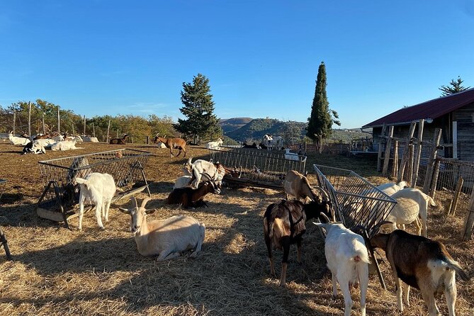 Full-Day Val Dorcia Tour With Wine and Cheese Tastings - Additional Information