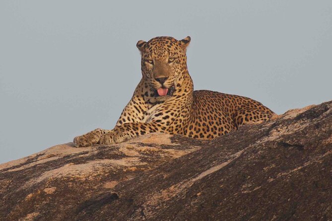 Gal Oya Safari and Vedda Safari Day Trip From Pasikuda/Kalkuda - Pricing and Booking Information