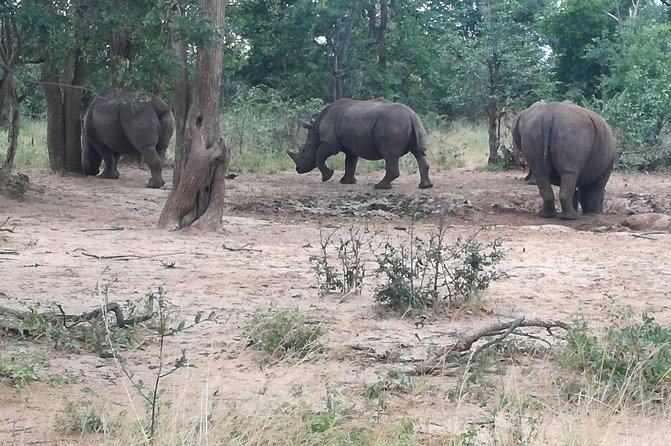 Game Drive and Rhino Walk - Safari Game Drive Experience