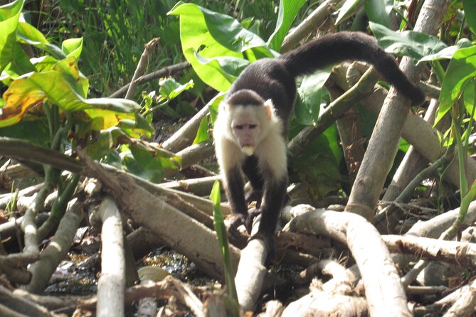 Gatun Lake Boat Tour and Jungle Wildlife at Soberania Park - Boat Tour Experience