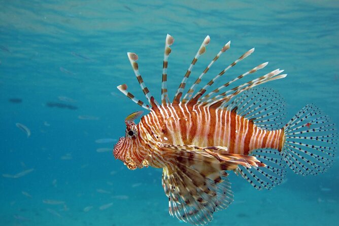 Giftun Island National Park Full-day Snorkeling Trip - Additional Information