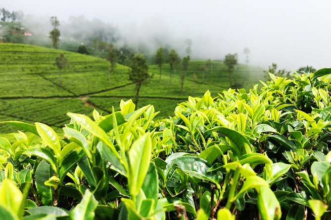 Glamour of Sri Lanka (22 Days) - Accommodation Details