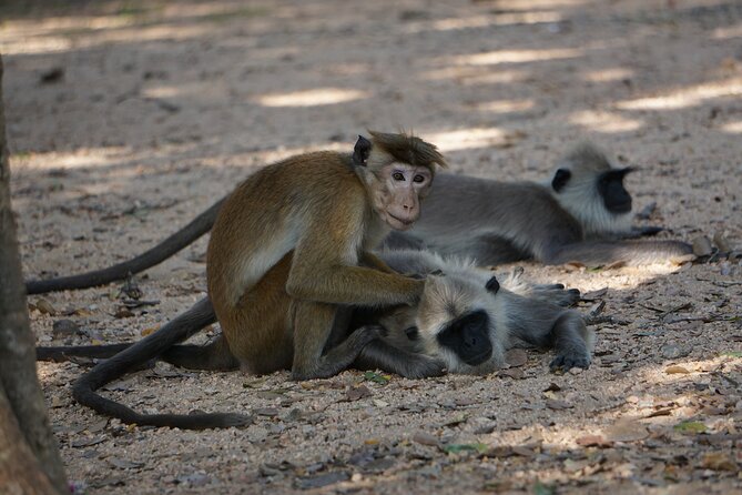 Glamping & Safari - Wilpattu National Park - Directions to Wilpattu Junction