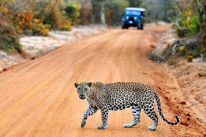 GO WILD! Double Safari Day Trip (Yala & Udawalawe) - Private & All Inclusive - Tour Highlights