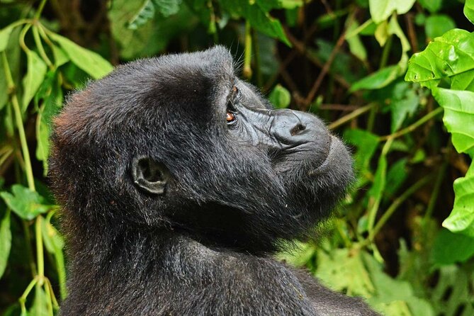 Gorilla & Rwenzori Expedition in Uganda - 15 Days - Accommodation Details