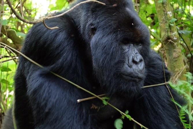Gorilla Trekking - Meeting and Pickup Details