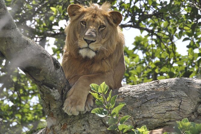 Gorillas, Chimpanzees and Wildlife Private Tour in 12 Days - Important Reminders