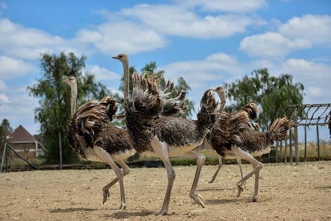 Guided Day Tour to Masai Ostrich Farm From Nairobi - Pricing and Reservations