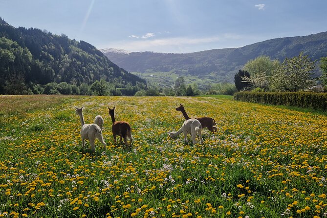 Guided Hiking Tour on the Lands of Steim Farm in Vik, Norway - Snacks and Price