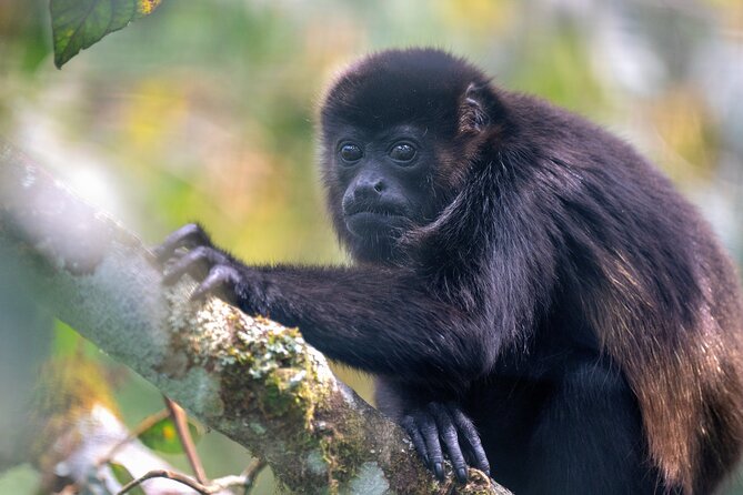 Guided Natural History Walk in Monteverde Cloud Forest - Miscellaneous