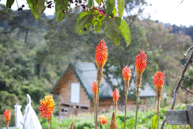 Guided Tour to Finca Silletera in Medellin - Pricing Details