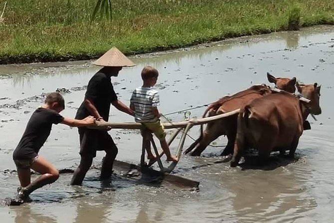 Half-Day Balinese Traditional Village Tour With Lunch - Pricing Information