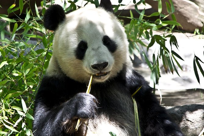 Half Day Chengdu Private Panda Tour - Cancellation Policy