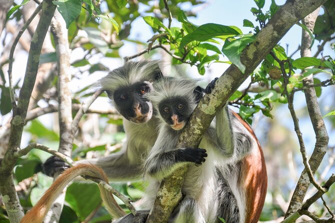 Half-Day Jozani Forest and Spice Farm Guided Tour - What to Expect