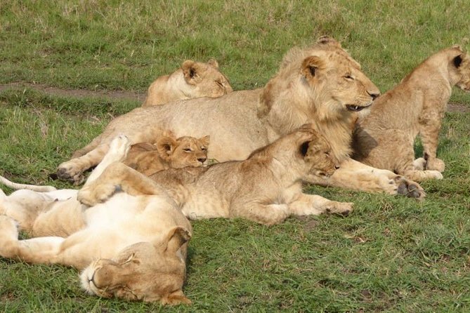 Half Day – Nairobi National Park Safari