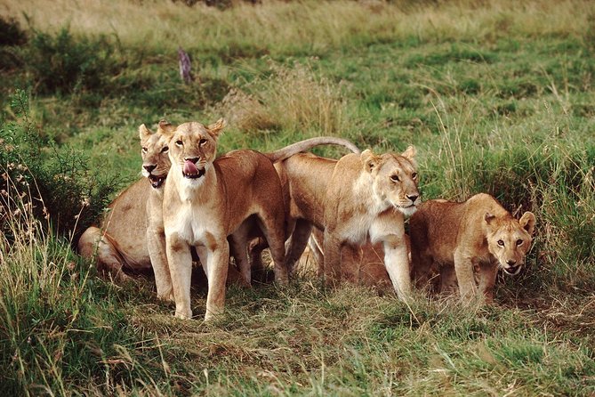 Half Day Nairobi National Park Tour From Nairobi - Pickup Points and Details