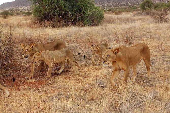 Half Day Nairobi National Park Tours - Booking Information
