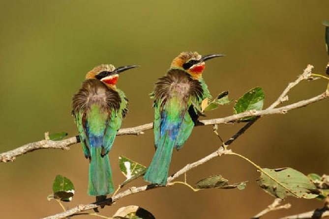 Half Day Private Bird Watch Safari From Livingstone