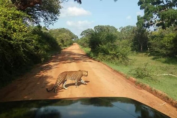 Half-Day Private Safari Tour in Yala National Park - Pickup Details