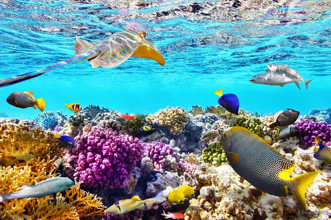 Half Day Private Snorkeling Tour in Maafushi Island - Pickup Information
