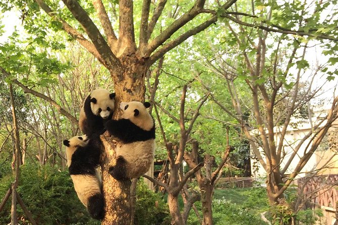 Half Day Private Tour: Chengdu Research Base of Giant Panda Breeding - What To Expect