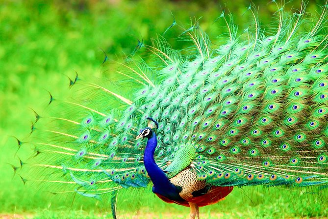 Half Day Safari in Bundala National Park From Hambantota Harbor - Booking and Cancellation Policy