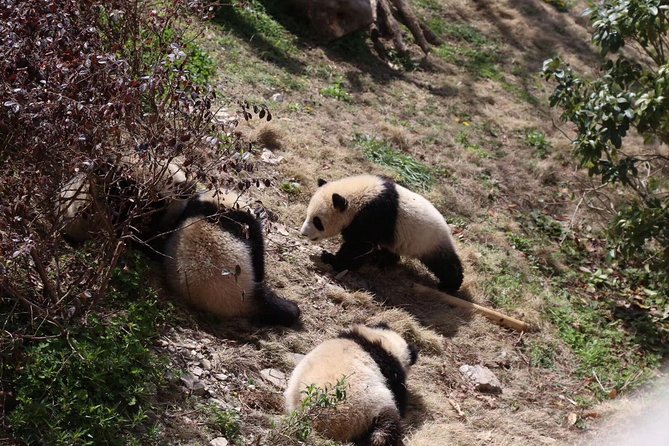 Half-Day Self-Guided Chengdu Panda Research Base Tour - Accessibility