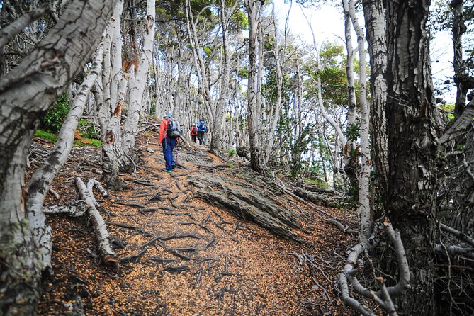 Half-Day Small-Group Tierra Del Fuego National Park Tour - Important Information for Travelers